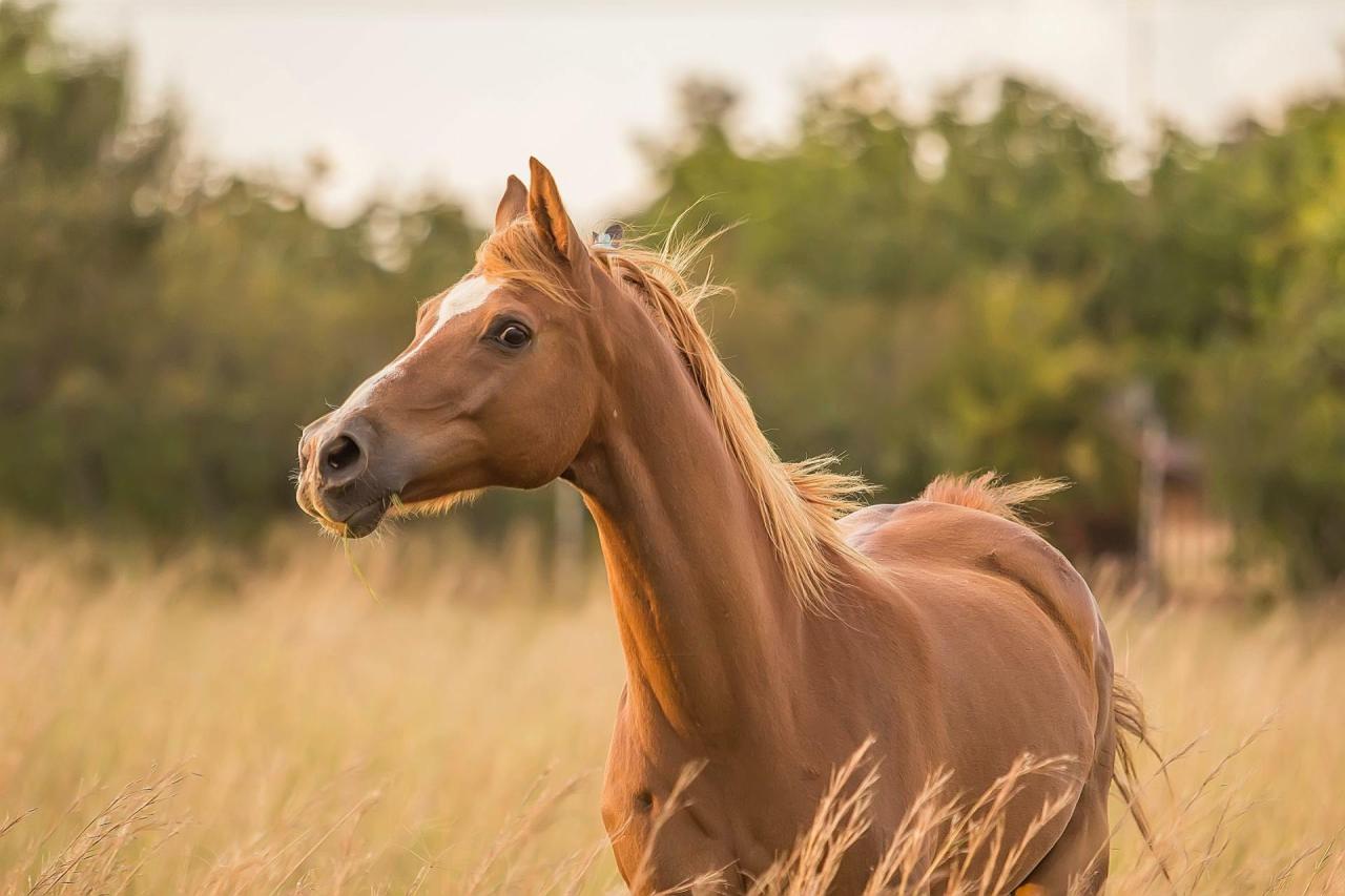 Horse riding stock