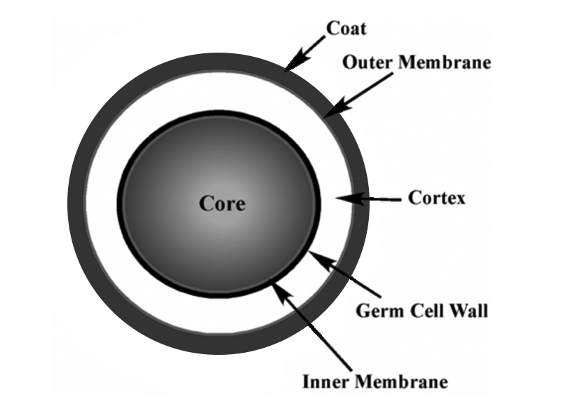 Spore stock