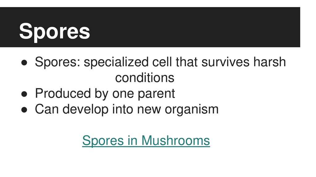 Spore stock