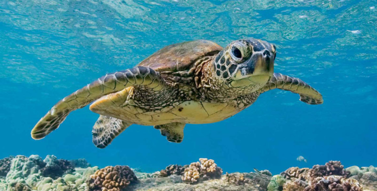 How long can sea turtles hold their breath