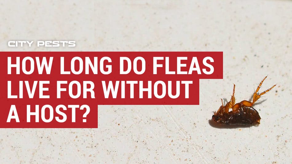 How long will fleas live in a house without pets