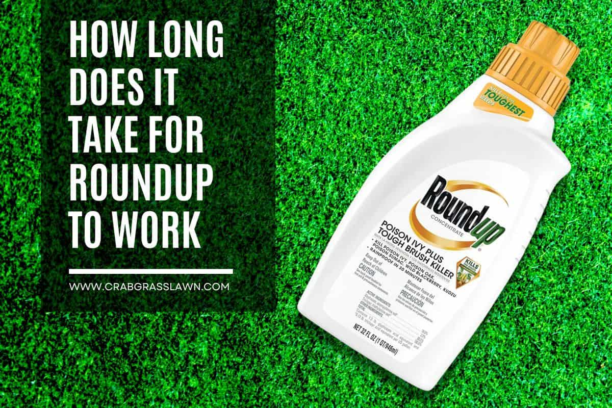 How long does roundup take to work