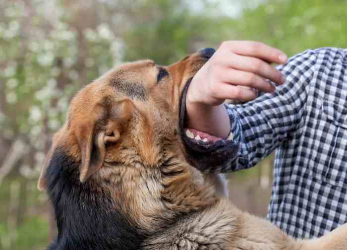 Best dog bite lawyer in birmingham